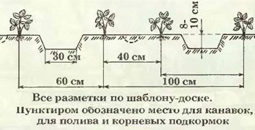 Посадка томатов в открытый грунт. схемы посадки томатов