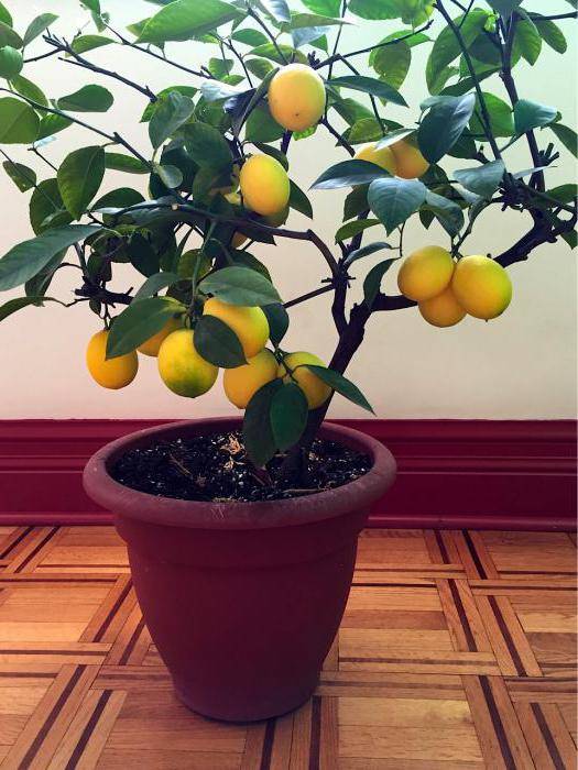 Описание лимона Мейера, выращивание и уход за сортом в домашних условиях
