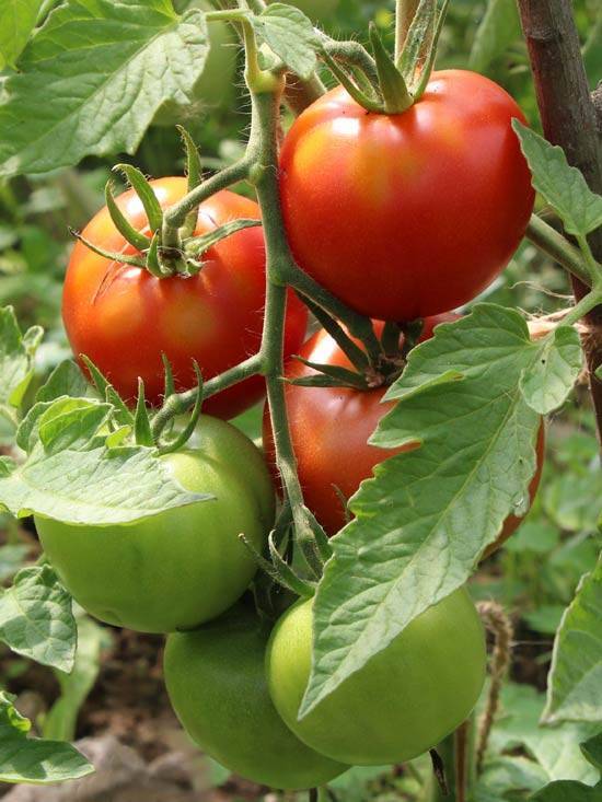 Гибридный томат «берберана»: преимущества и недостатки вида, пошаговая методика его выращивания