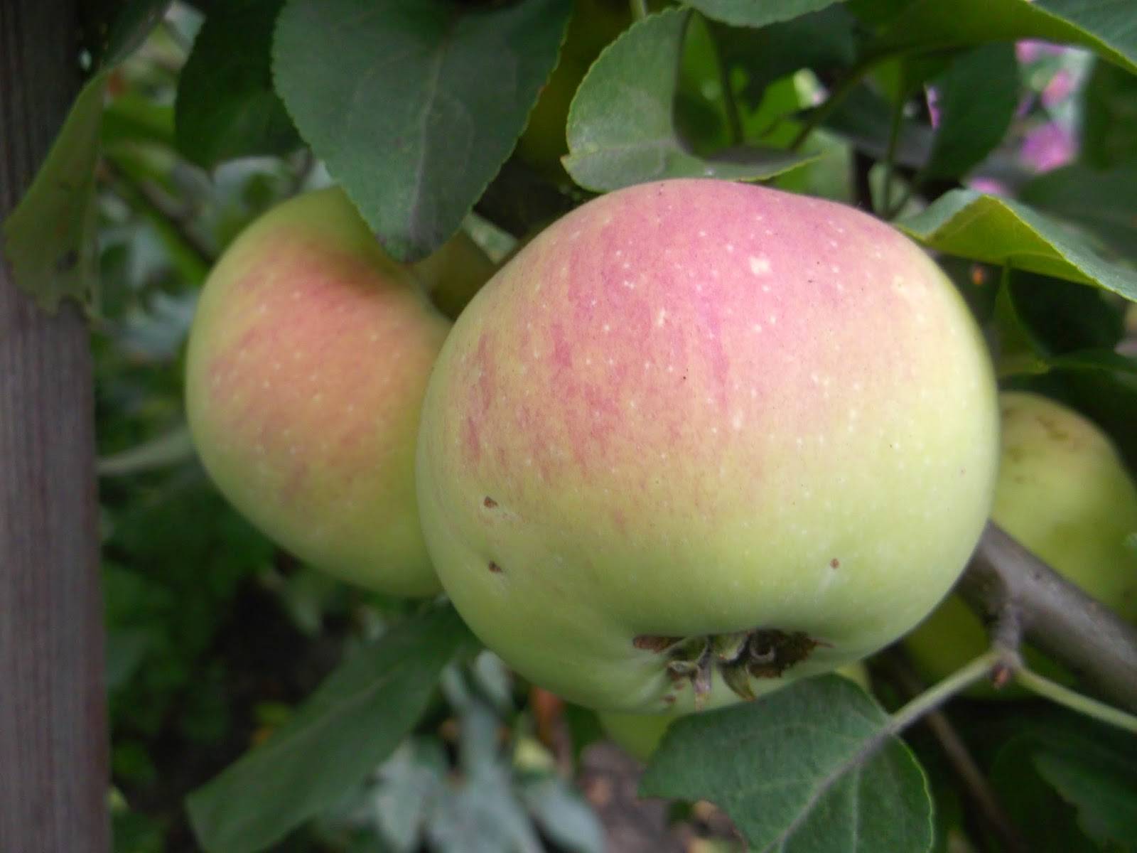 Сорт яблони подарок садоводам: описание сорта, фото, отзывы, посадка — selok.info