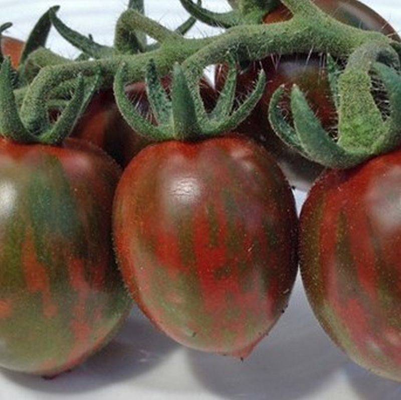 Томат шоколадный зайчик: отзывы об урожайности, характеристика и описание сорта, фото помидоров