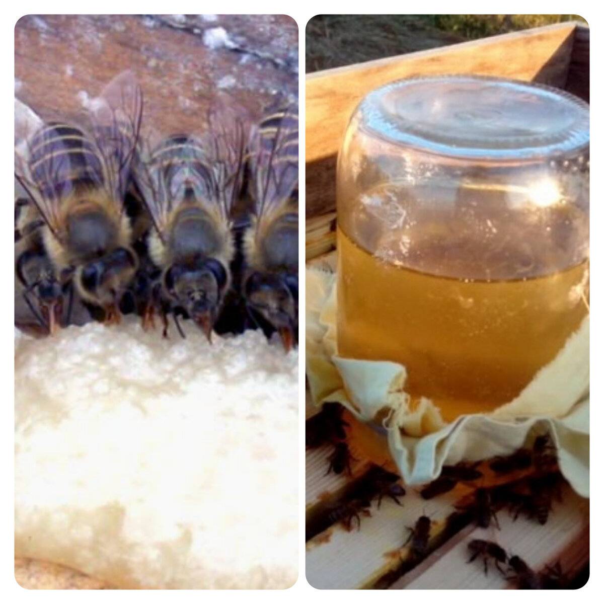 Когда делается подкормка пчел на зиму сахарным сиропом