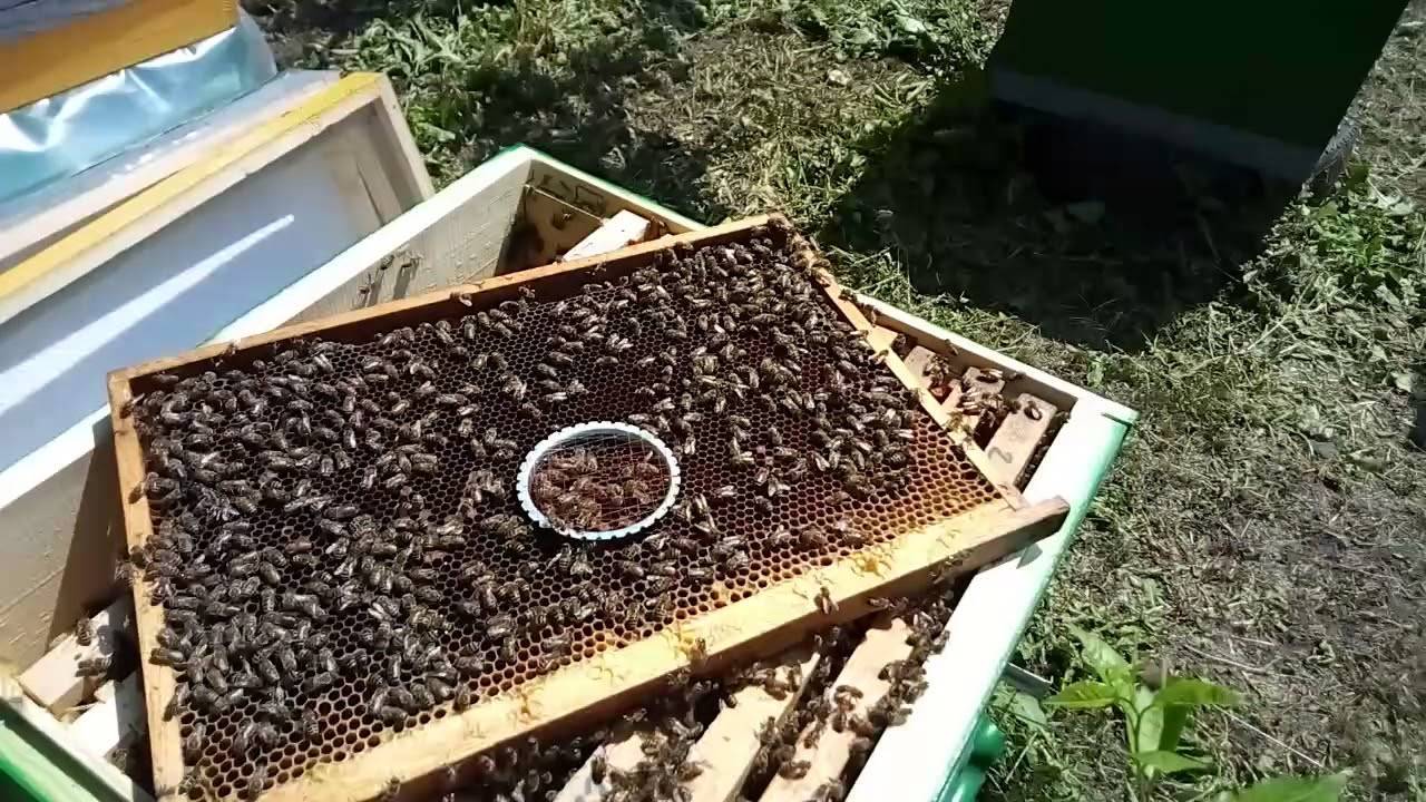 Как пометить матку пчелы правильно: для чего это нужно и правила выполнения