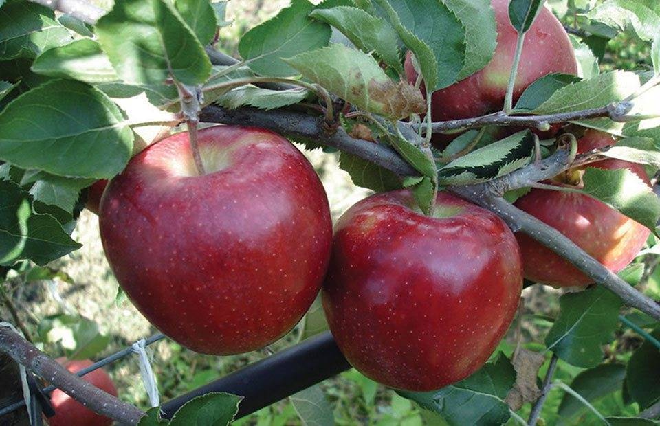 Описание сорта яблони джонаголд: фото яблок, важные характеристики, урожайность с дерева