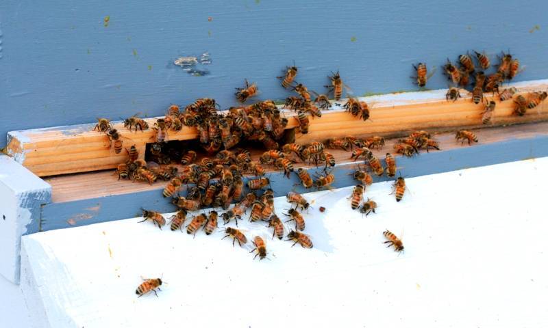 Зимовка пчел в теплице из поликарбоната: особенности, содержание, подкормка | parnas42.ru