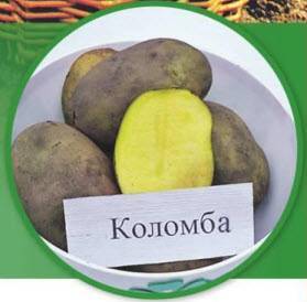 Картофель «коломбо»: описание сорта, фото и отзывы