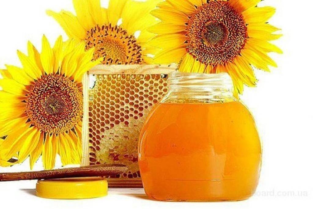 Мед из подсолнечника: полезные свойства и противопоказания, как выглядит, отзывы, фото