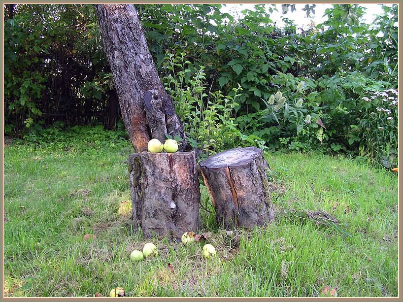 Как правильно делать обрезку старых яблонь осенью: схема как омолодить старую яблоню, фото, видео для начинающих