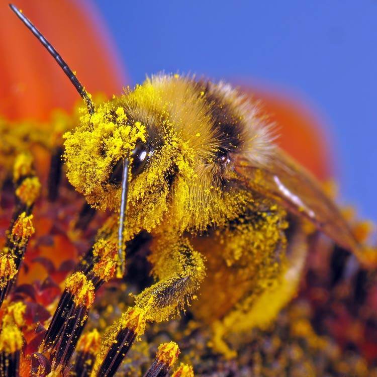 Земляная пчела: описание, методы борьбы, интересные факты | начинающему пчеловоду
