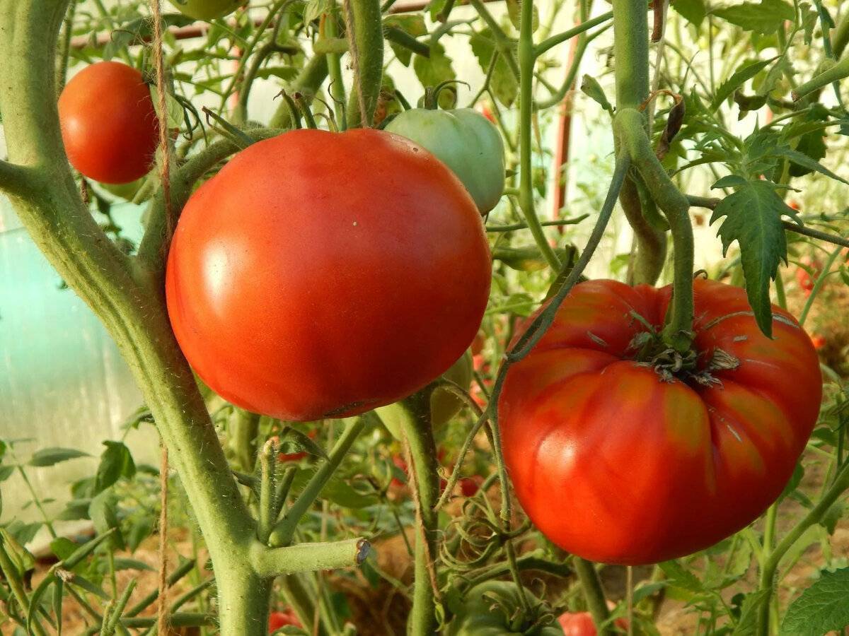 Качественный сорт заслуживающий внимания — томат минусинские розовые стаканы: полное описание помидоров