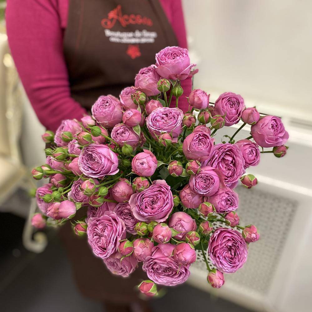 Пионовидные розы: фото, описание сортов, кустовые, белые, красные, розовые, желтые