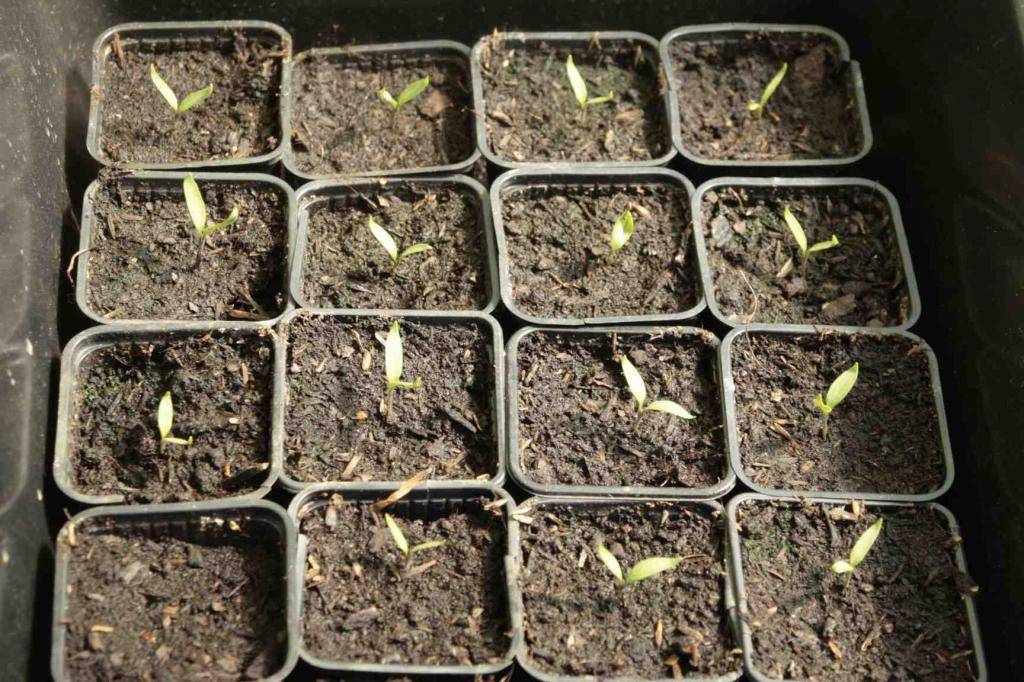 Когда посадить семена баклажанов на рассаду в 2021 году