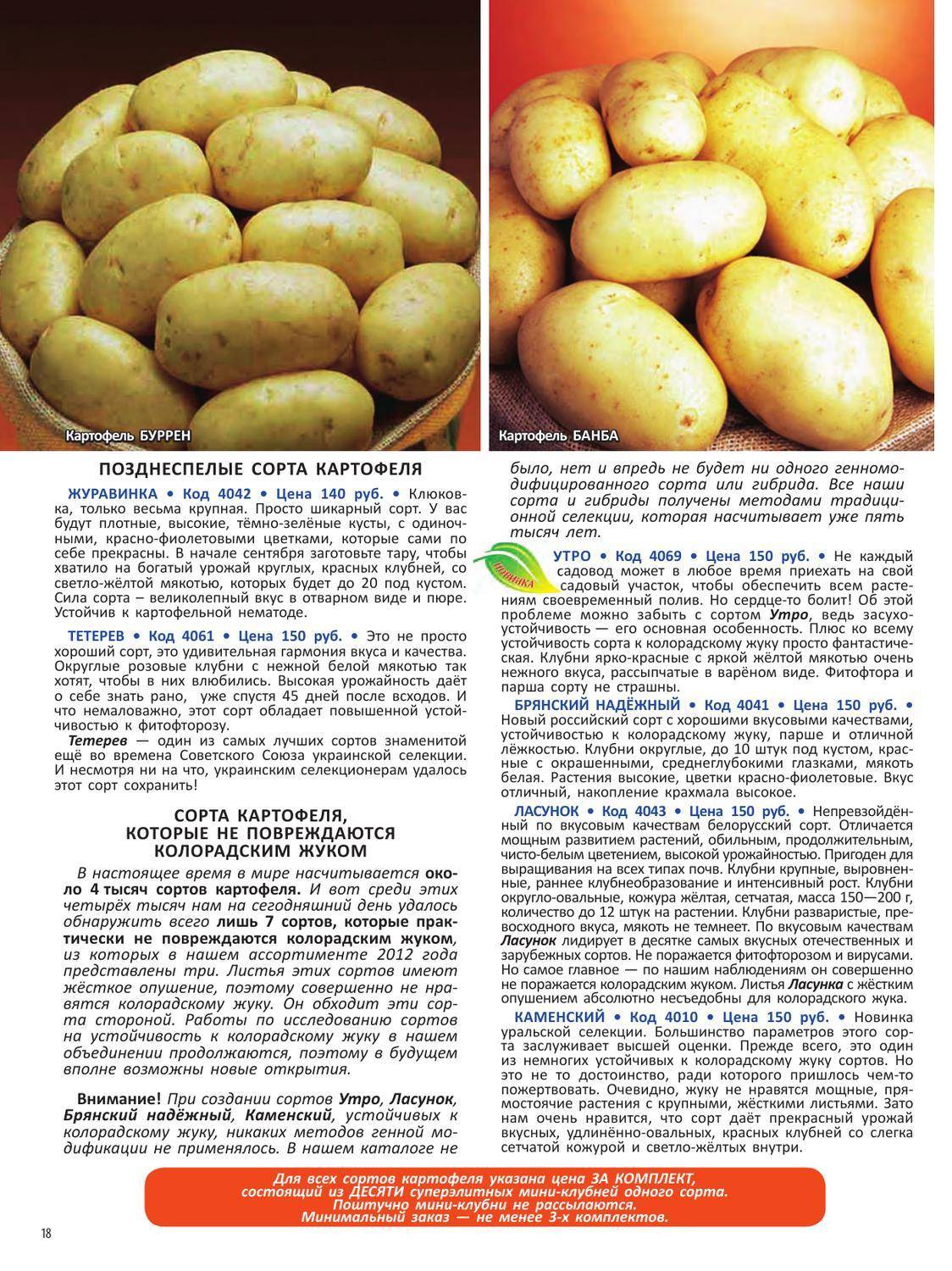 Характеристика сортов картофеля и особенности их выращивания