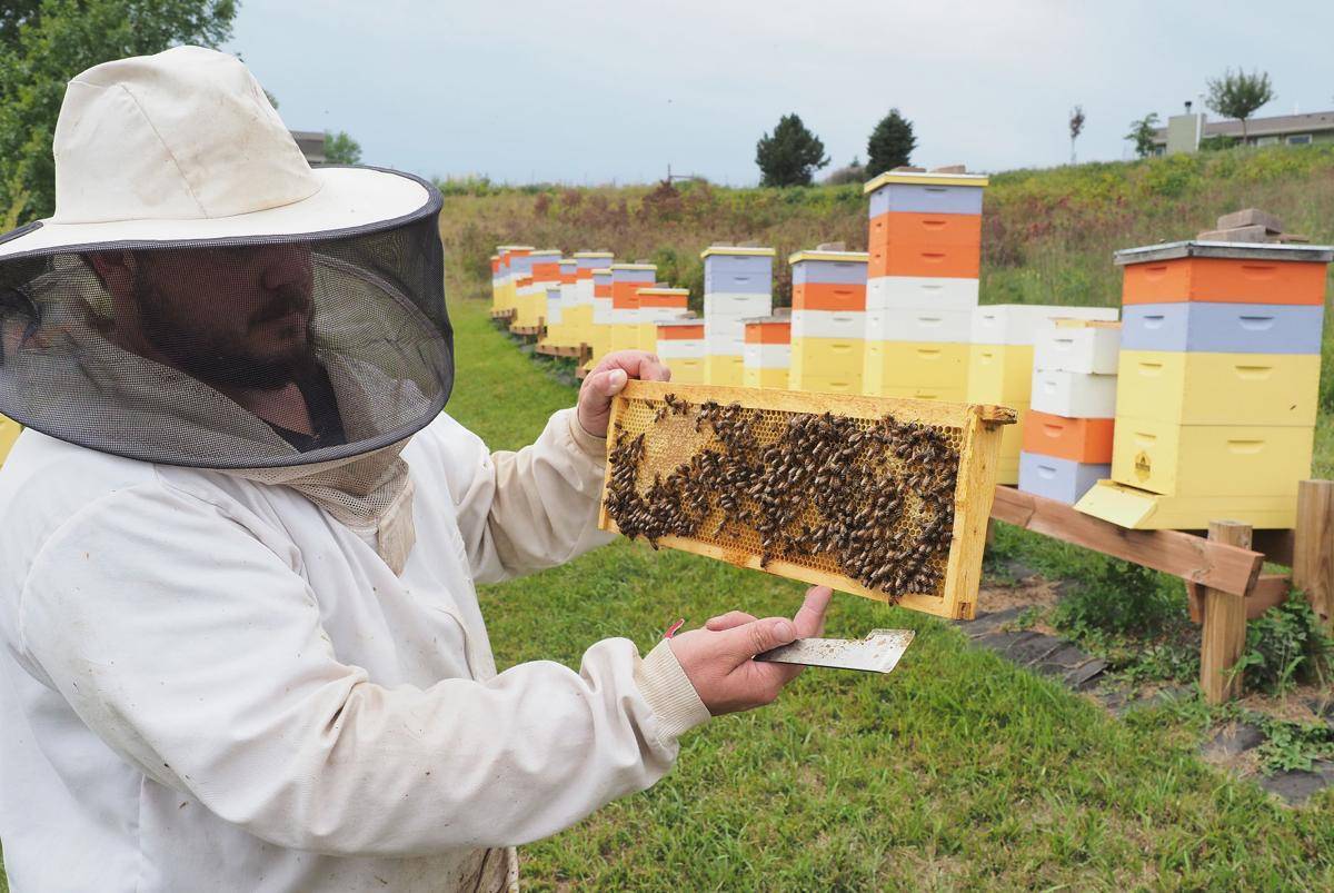 Состояние и развитие пчеловодства в Канаде