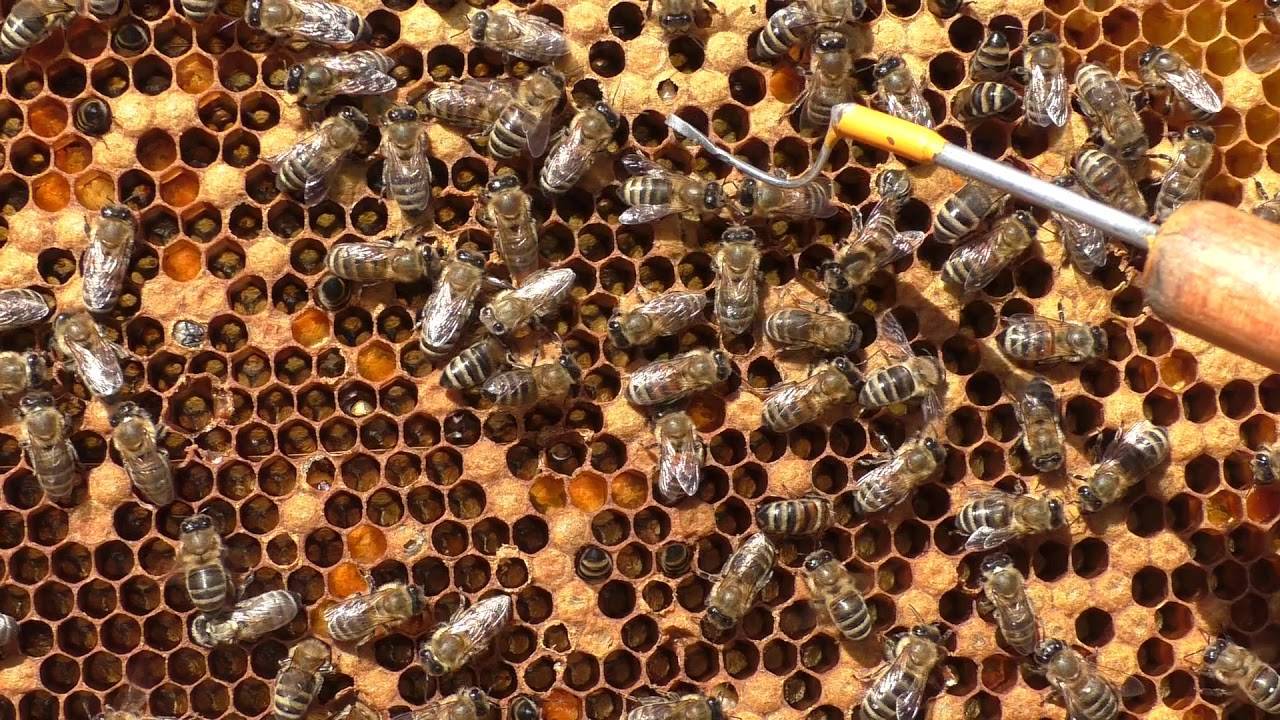 4 болезни пчел