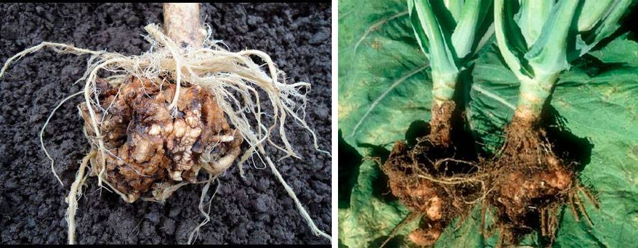 Кила капусты: меры борьбы и средства защиты, устойчивые сорта