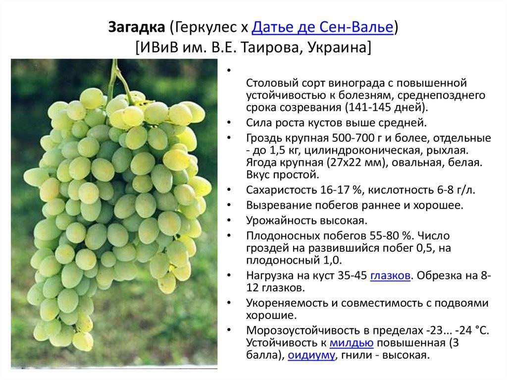 Сорт винограда гевюрцтраминер и его особенности