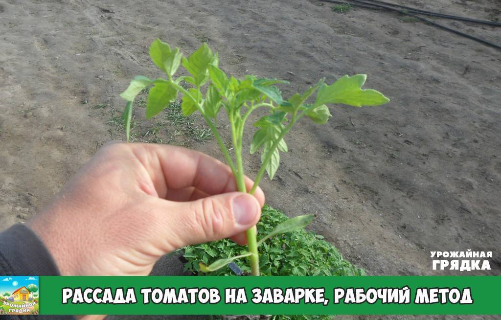 Как сажать рассаду томатов в открытый грунт: мгновенное решение