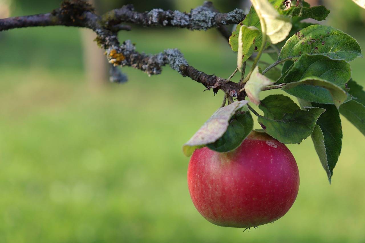 Почему падают яблоки с яблони недозрелыми и как это остановить?