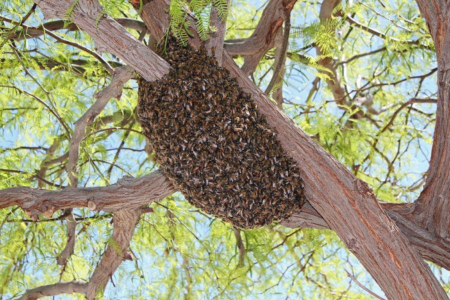 Африканизированная пчела-убийца: описание и особенности, возникновение, распространение, чем опасна, фото, видео
