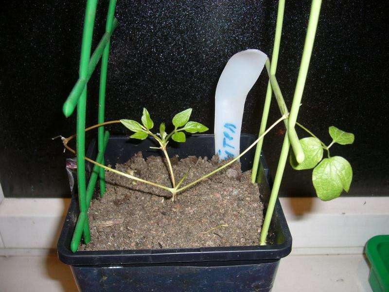 Выращивание клематиса из семян: посадка на рассаду в домашних условиях, в открытый грунт