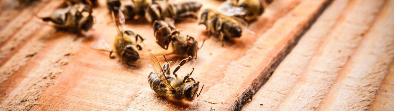 Акарапидоз пчел — лечение народными средствами (фото)