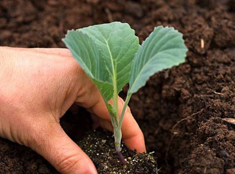 Правила ухода и выращивания савойской капусты