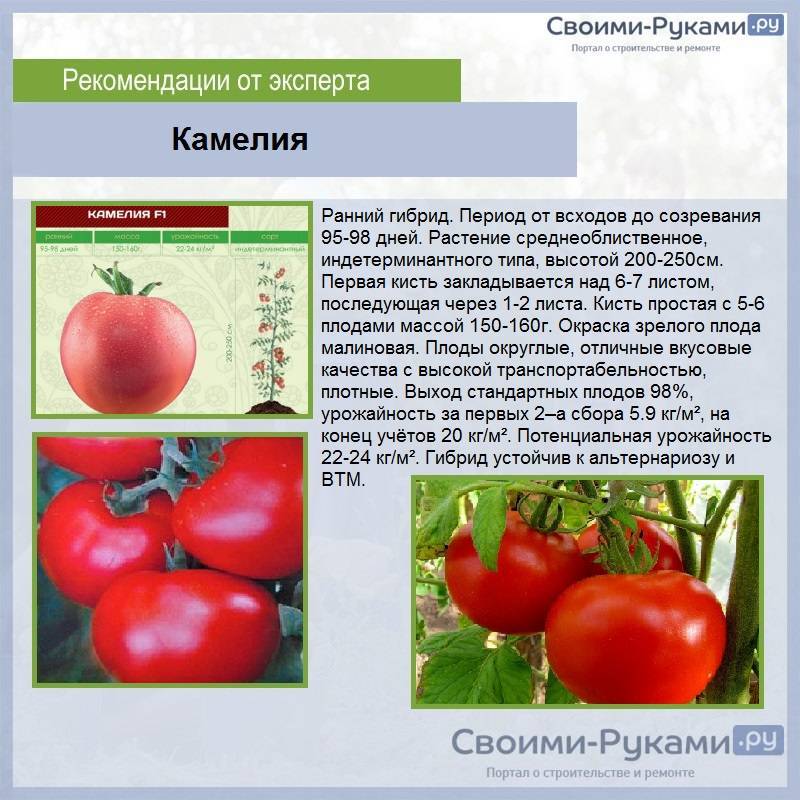 Хохлома: описание сорта томата, характеристики помидоров, посев