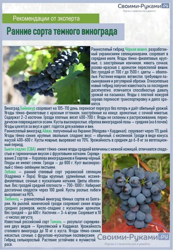 Молдова (виноград): описание сорта, характеристики, посадка и уход
