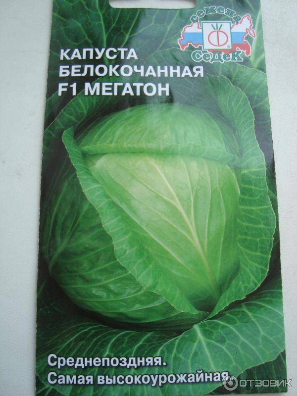 Капуста мегатон: описание сорта, фото, отзывы