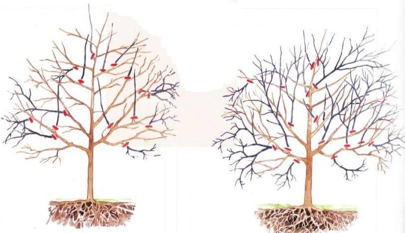 Как правильно подстричь вишню в саду
