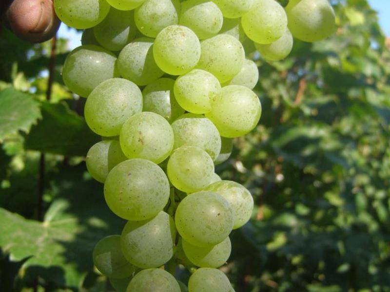 Виноград бианка: описание сорта, фото и отзывы садоводов
