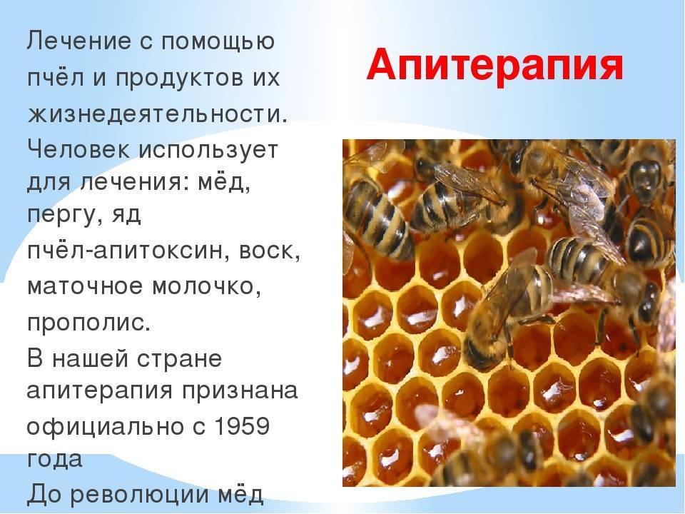 Пчелиный яд как уникальное средство для борьбы со многими недугами