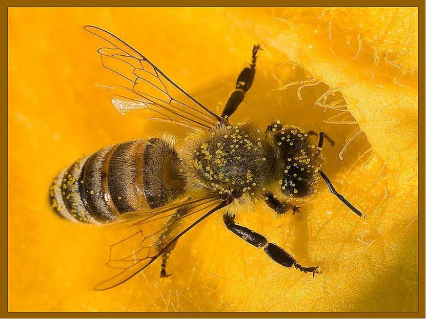 Пчелиный волк – враг медоносных пчел