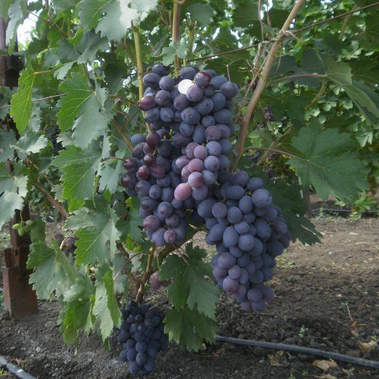 Виноград фуршетный: описание сорта