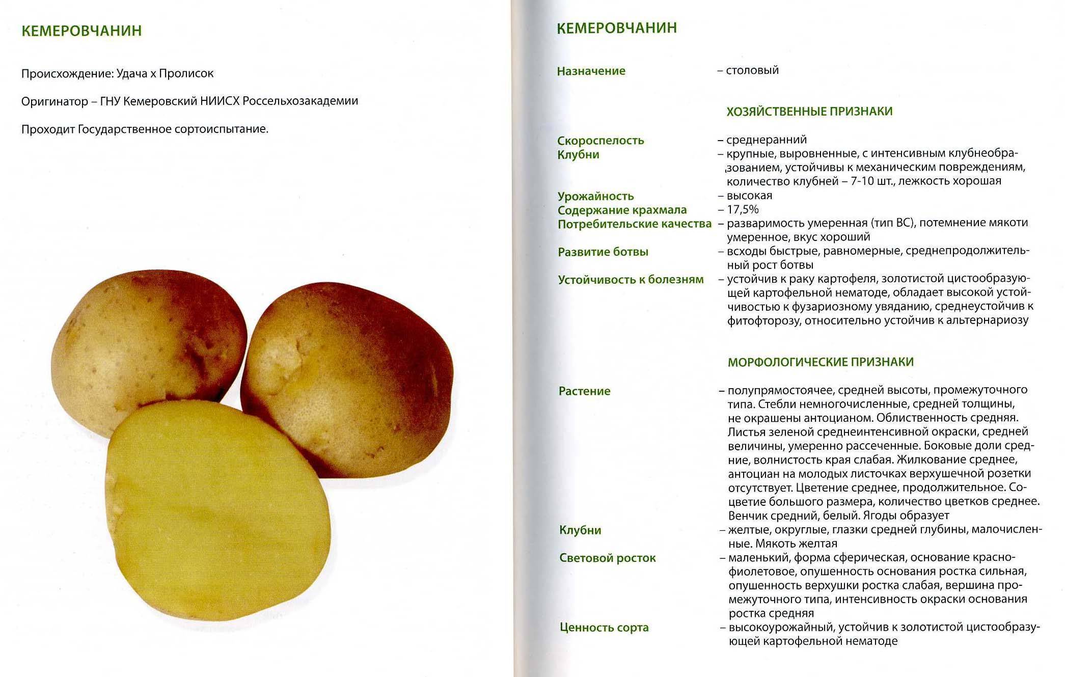 Картофель уладар описание и характеристика сорта, особенности агротехники, фото