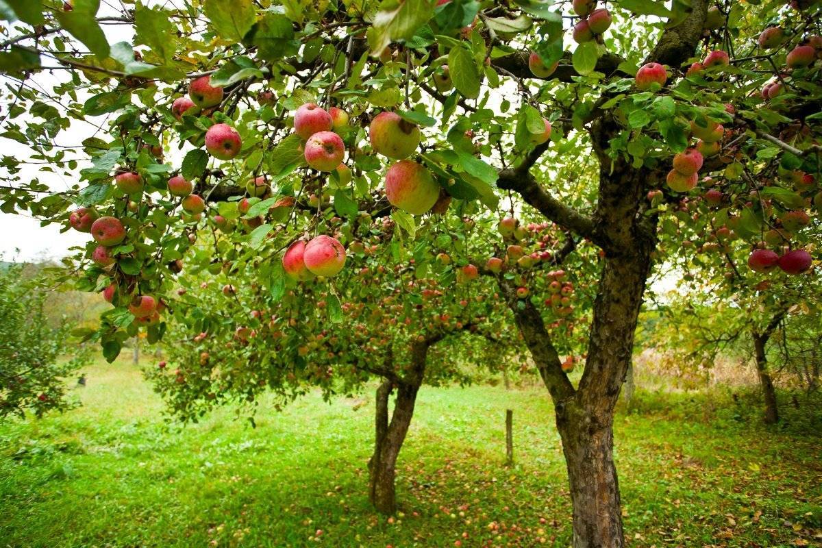 Посадочная яма для яблони: как подготовить, размер и место расположения