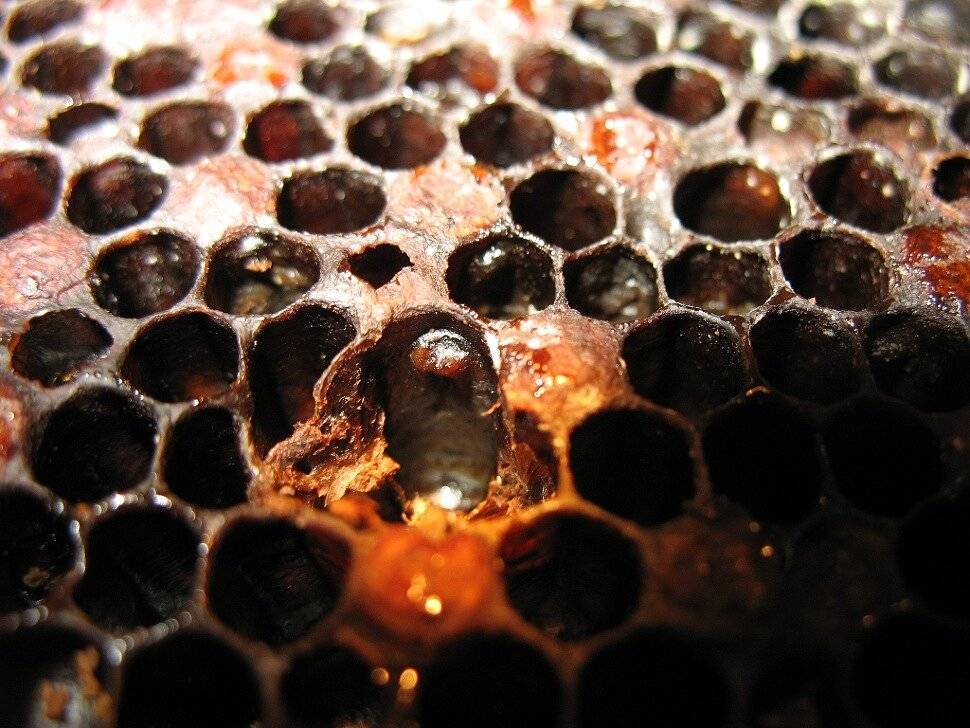 Признаки и лечение гнильца у пчёл: лечение, препараты, признаки, дозы лекарств, дезинфекция ульев.