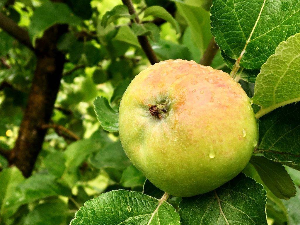 Сорт яблони мартовская: описание и фото, посадка и уход, болезни и вредители | сортовед