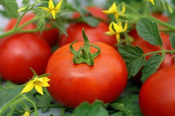 Ранние дружные помидоры «агата»: урожайность и сортовые характеристики