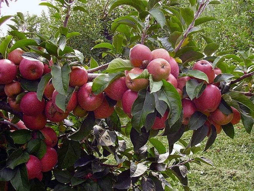 Сорт яблони вишневое – описание, фото