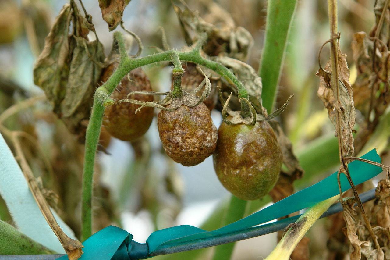 Фитофтора на помидорах: как бороться народными средствами в теплице и в открытом грунте, признаки и причины появления, полезные рекомендации