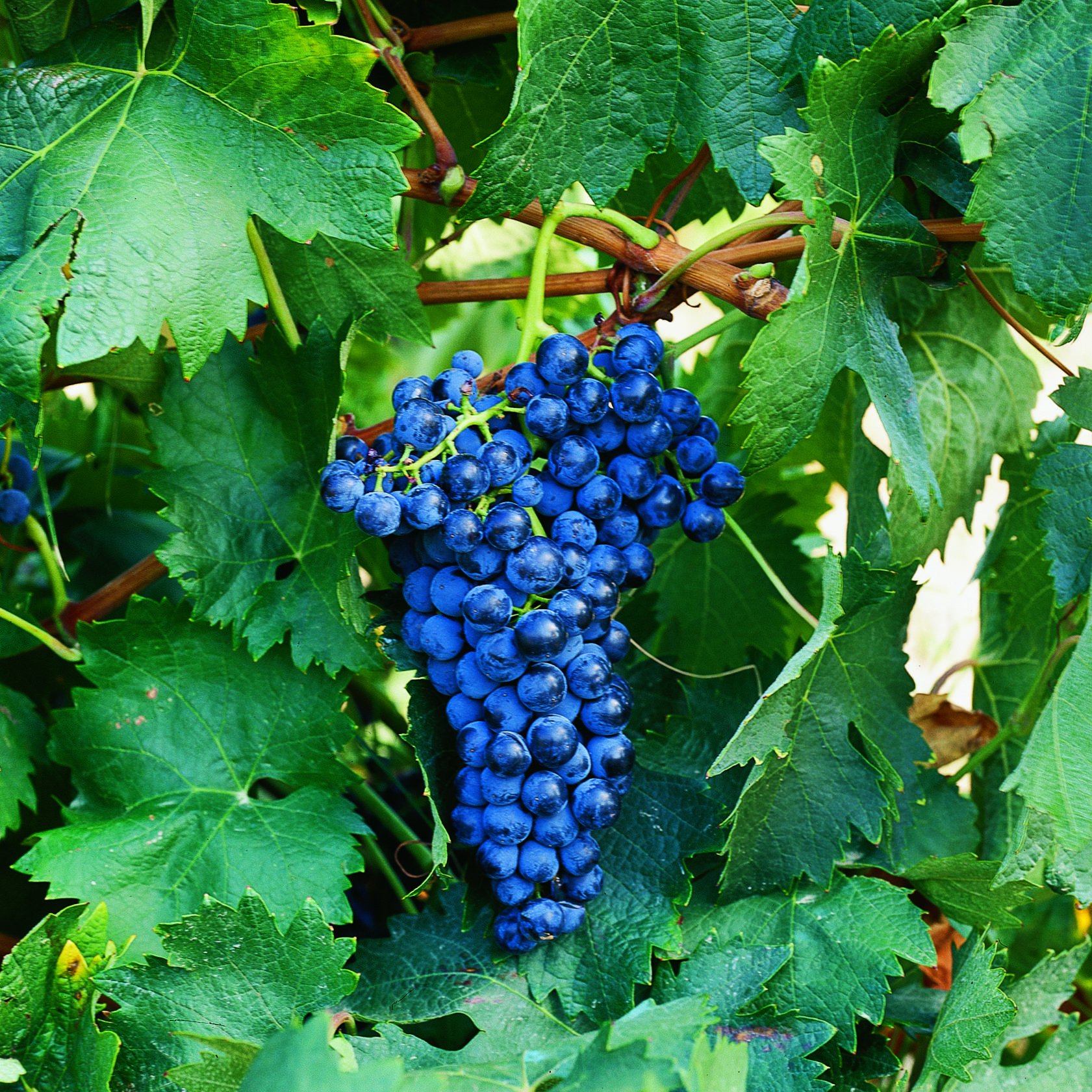 Виноград темпранильо - характеристика сорта и уход
