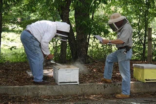 Пчеловодство для начинающих: с чего начать или как заняться пчеловодством с нуля