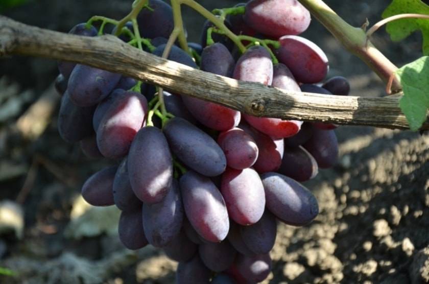 Виноград каталония: описание сорта, фото, отзывы, характеристики и технология выращивания