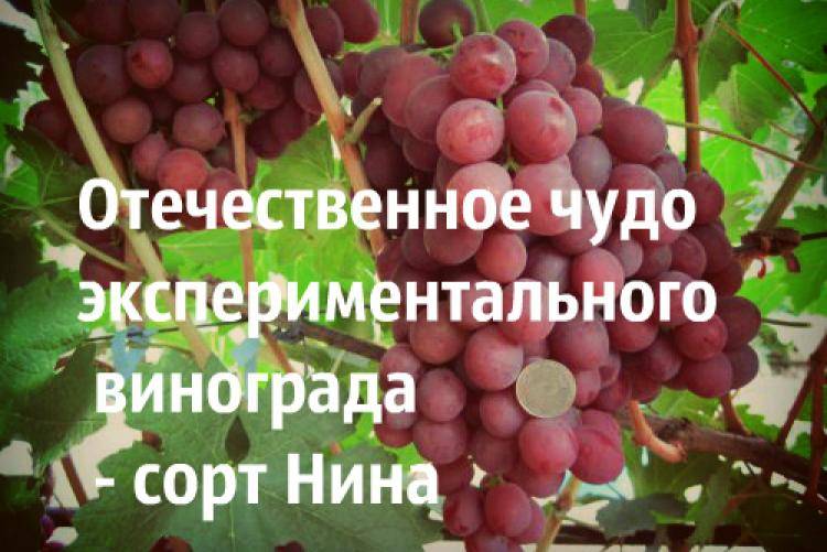 Описание и характеристики сорта винограда рубиновый юбилей, выращивание и уход