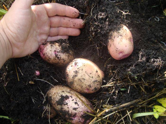 Посадка картофеля весной в открытый грунт в 2022 году
