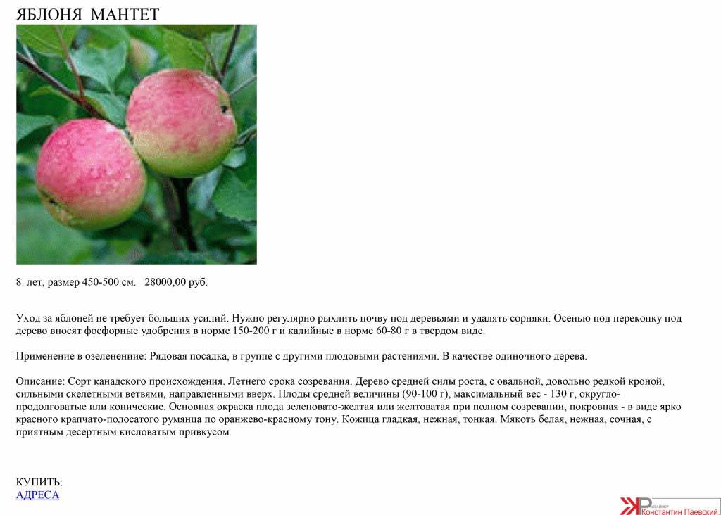 Яблоня аркадик: описание и характеристики сорта, особенности посадки и ухода, фото