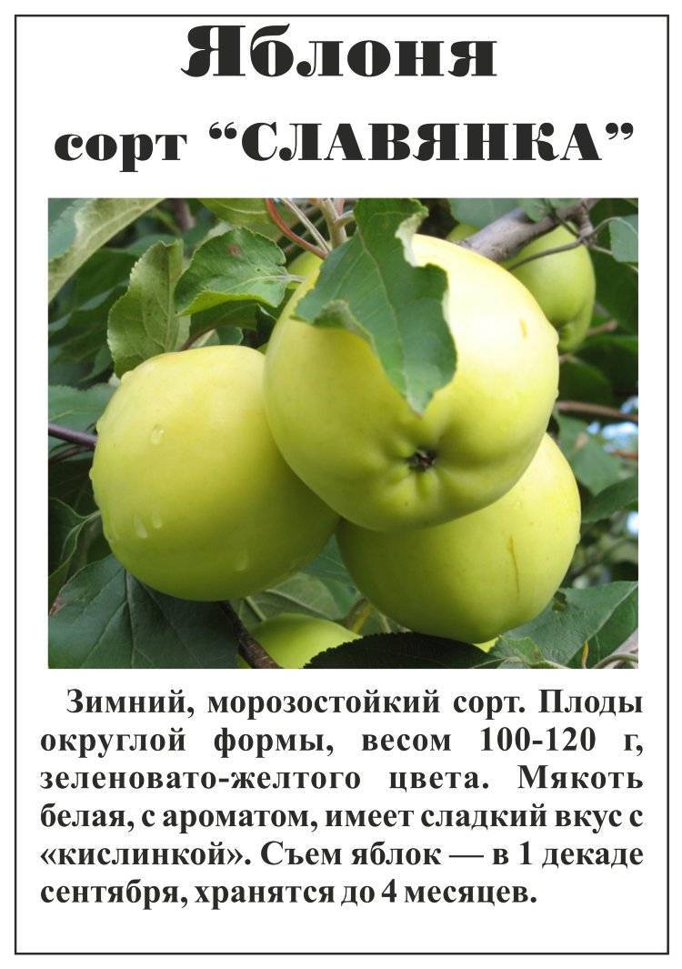 Сорт яблок славянка описание фото
