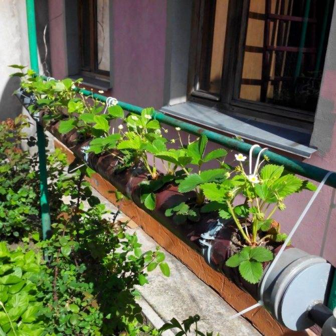 Как вырастить клубнику в трубах пвх: советы садоводам